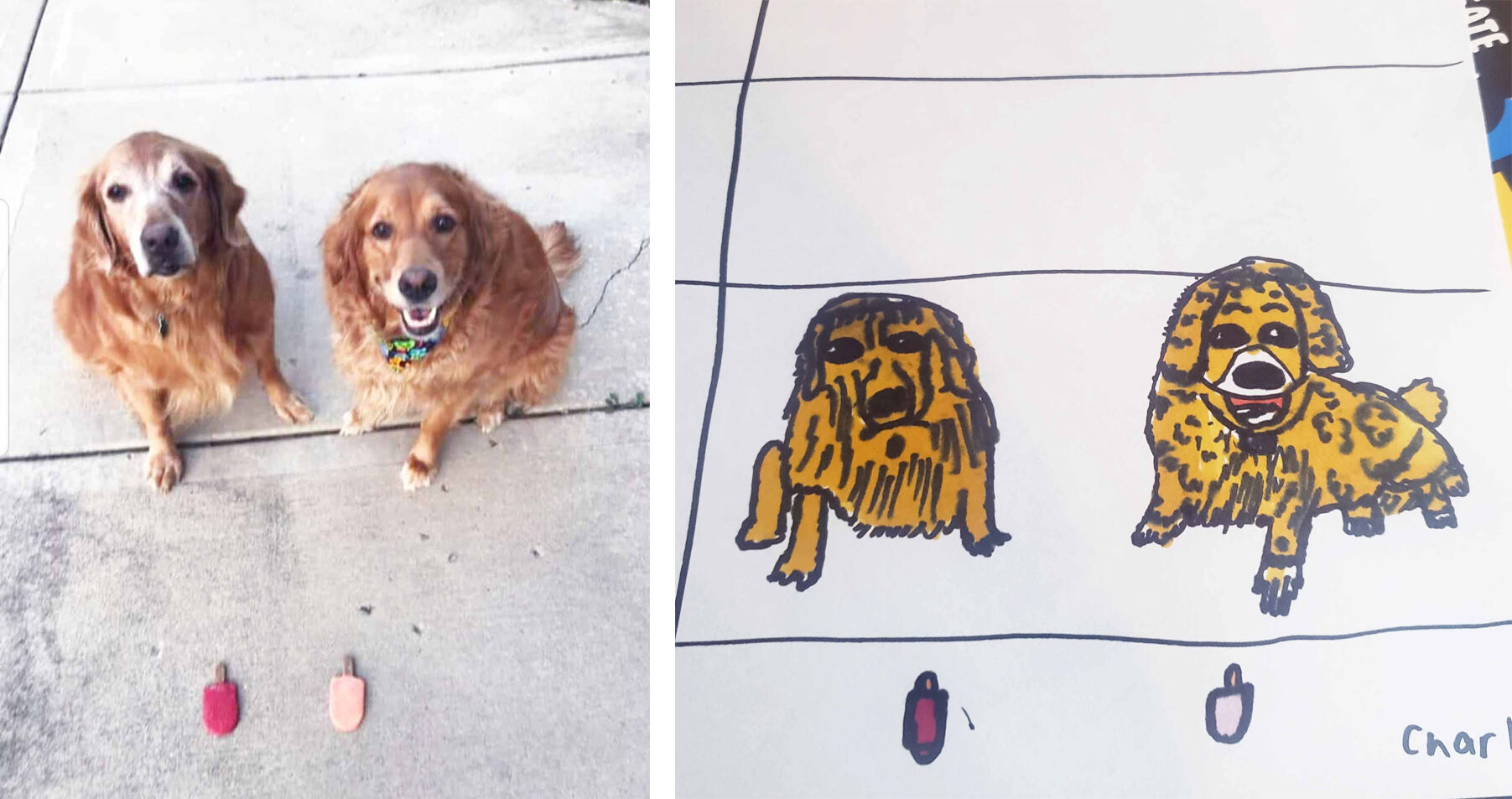 dogs